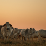 No artigo de João Eustáquio De Almeida Junior, entenda como oferta, demanda, câmbio e cenário global influenciam os preços da carne bovina no Brasil e no exterior.