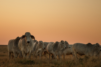 No artigo de João Eustáquio De Almeida Junior, entenda como oferta, demanda, câmbio e cenário global influenciam os preços da carne bovina no Brasil e no exterior.