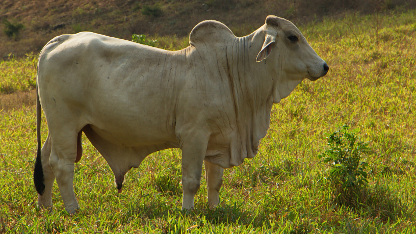João Eustáquio De Almeida Junior analisa os principais fatores econômicos e produtivos que impactam a formação dos preços da carne bovina nos mercados nacional e internacional.
